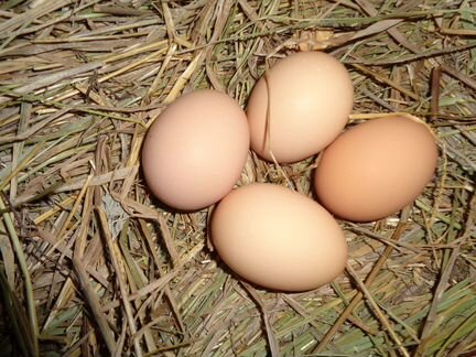 Инкубационные яйца кур (домашние)