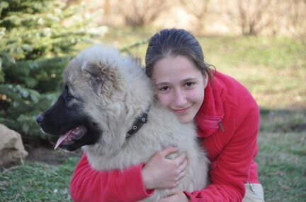 Щенки-девочки, кавказской овчарки