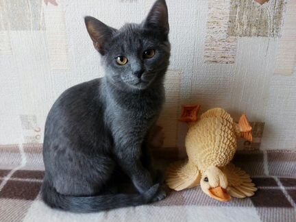 Русская голубая котенок-девочка
