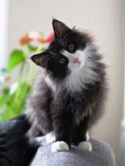 Котёнок черно-белый пушистый