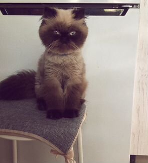 Вязка персидский кошки