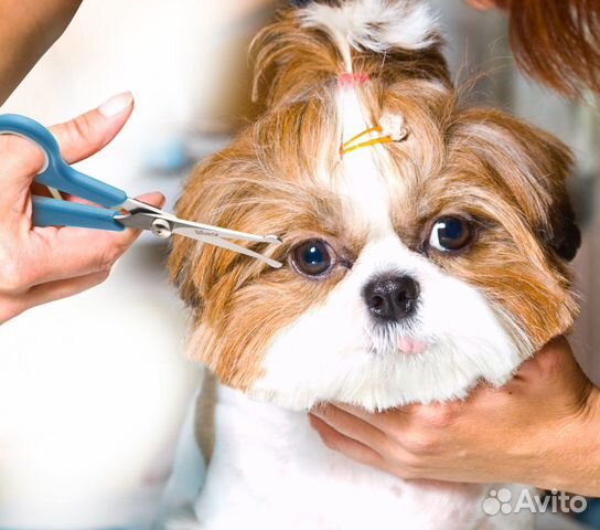 Стрижка собак и кошек