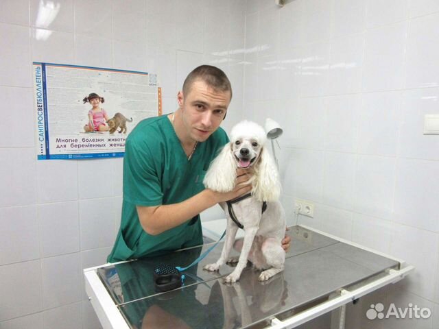 Ветеринарный врач. Ветеринарная клиника
