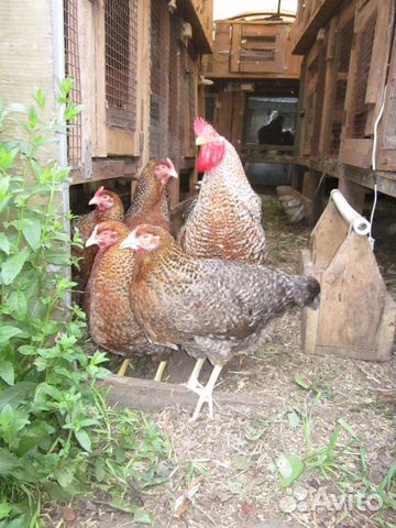 Инкубационное яйцо,цыплята, куры