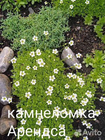 Почвопокровные растения