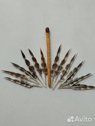 Живописное перо вальдшнепа