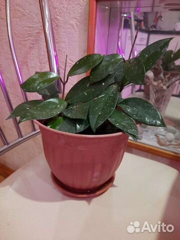 Хойя карноза