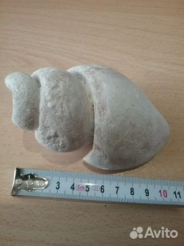 Гастропода