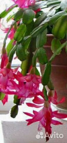 Цветущие цветы-отростки(красивого Декабриста)