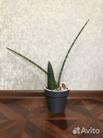 Сансевиерия цилиндрика Обака, цилиндрика, биг лиф