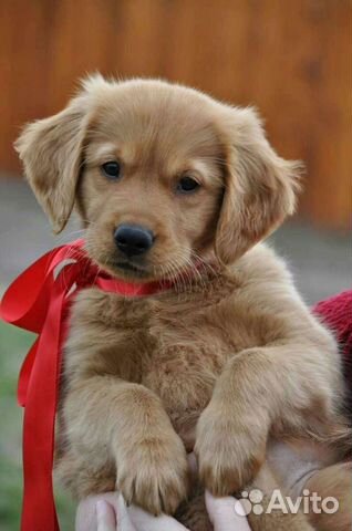 Передержка собак