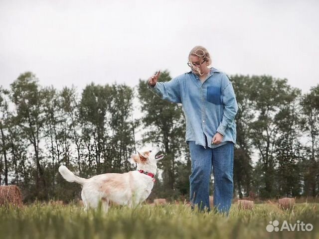 Домашняя передержка, услуги кинолога