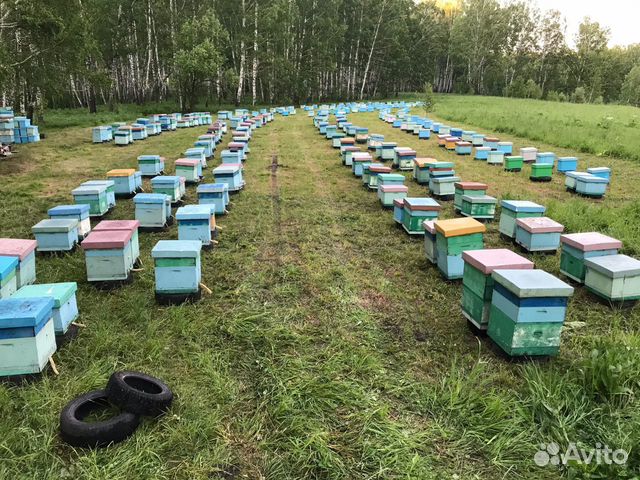 Пчелопакеты, отводки, пчелы, карника