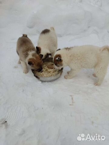 Щенки западно сибирской лайки