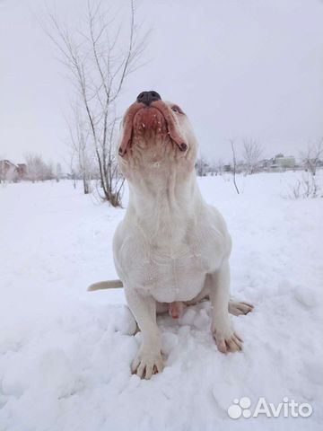 Вязка Американский Булли