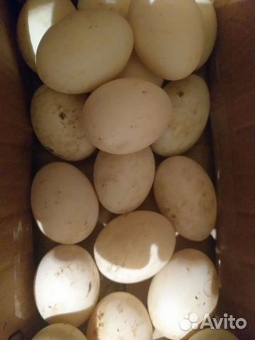 Инкубационное яйцо утки