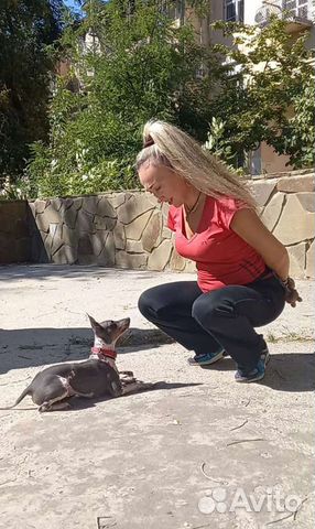 Дрессировка с передержкой