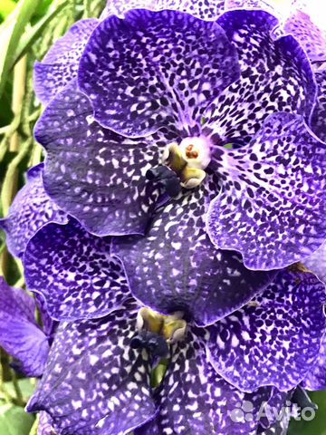 Фаленопсис Sunny Smell(Aroma),Purple Leopard