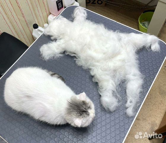 Груминг собак и кошек