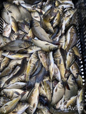 Малек белого Амура и карпа рыба для пруда