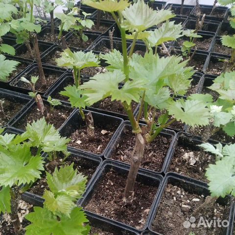 Саженцы винограда