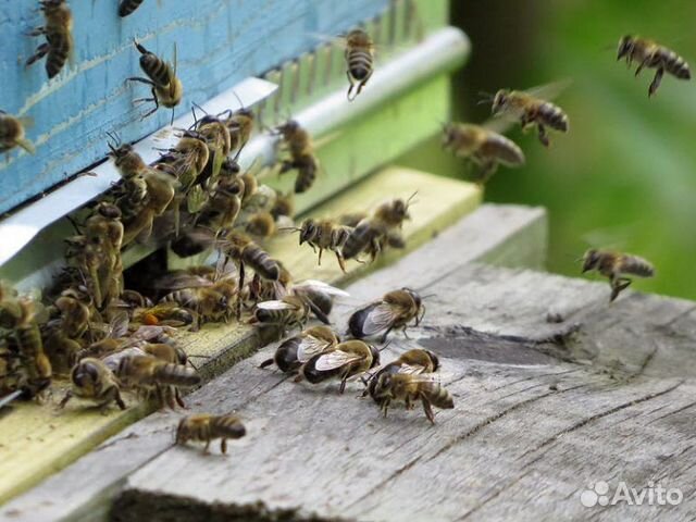 Пчелы  в Курске | Животные и зоотовары | Авито