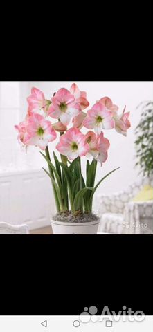 Гиппеаструм,амариллис луковицы