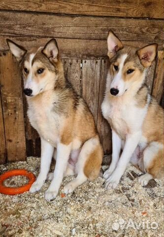 Очаровательные Руби и Шери в поиске своего счастья