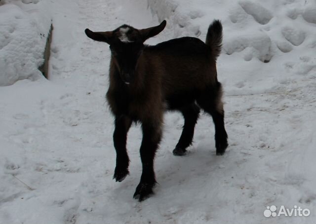 Чешские козы купить на Зозу.ру - фотография № 2