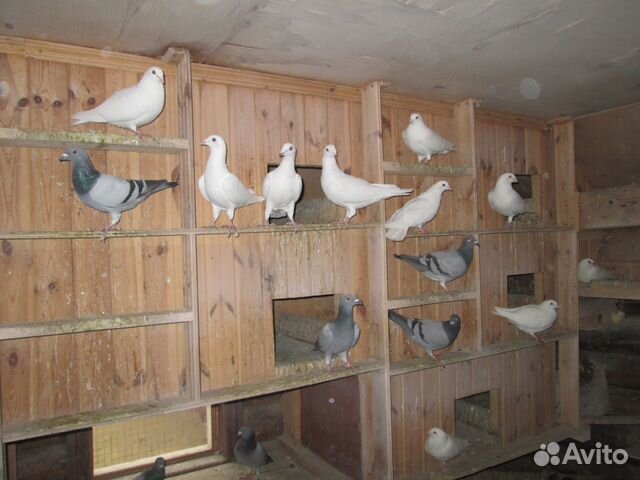 Продаются голуби купить на Зозу.ру - фотография № 4