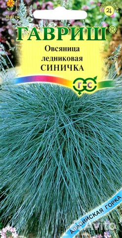 Саженцы многолетней овсянницы Саженцы многолетней овсянницы