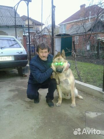 Дрессировка собак всех пород