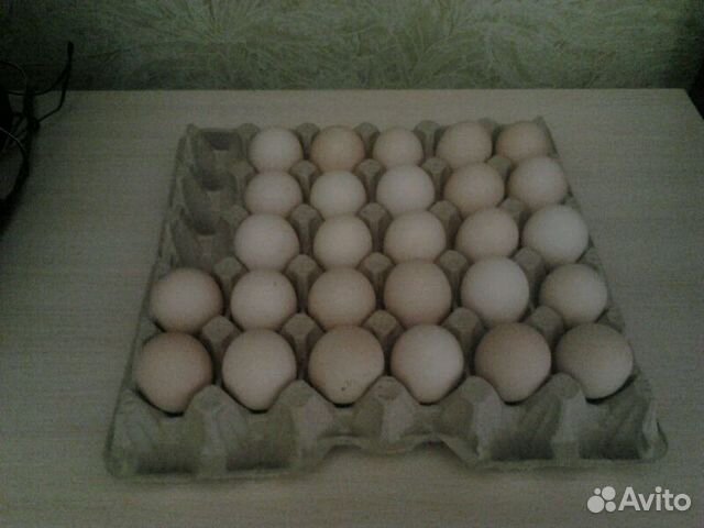 Фавероль инкубационное яйцо купить на Зозу.ру - фотография № 5