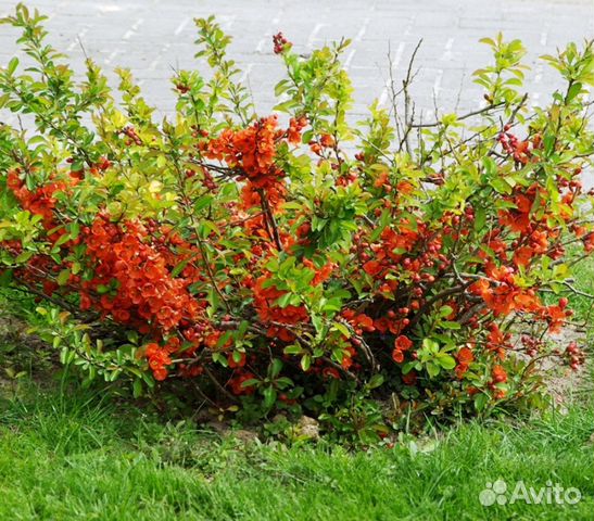 Айва японская - хеномелис
