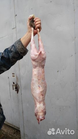 Кролики мясной породы (Хиколь), мясом и живым вес купить на Зозу.ру - фотография № 2