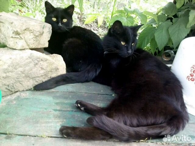 Деревенские черные кошки и кот