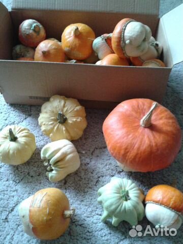 Тыквы декоративные
