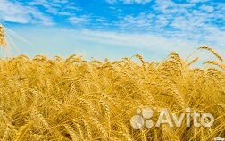 Пшеница ячмень овес дробленка комбикорм купить на Зозу.ру - фотография № 1