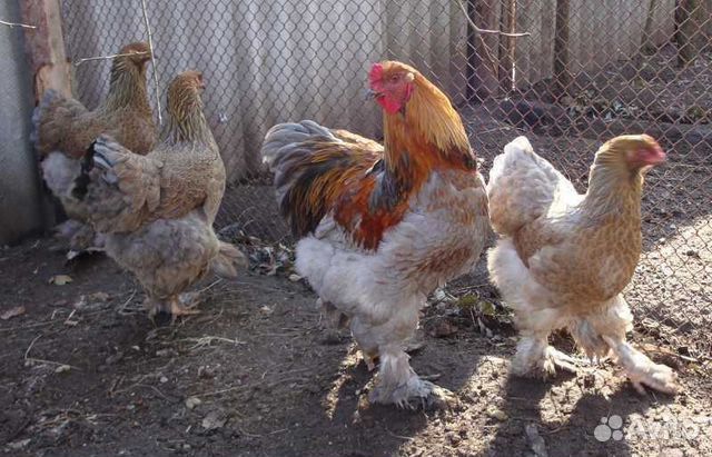 Цыплят, гусят, индоутят, цесарят купить на Зозу.ру - фотография № 3
