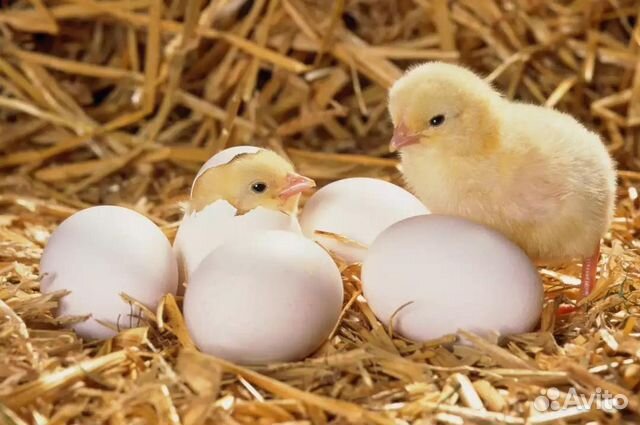 Цыплята от вашего яйцо купить на Зозу.ру - фотография № 1