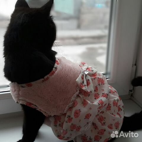Новое платье для животных купить на Зозу.ру - фотография № 1