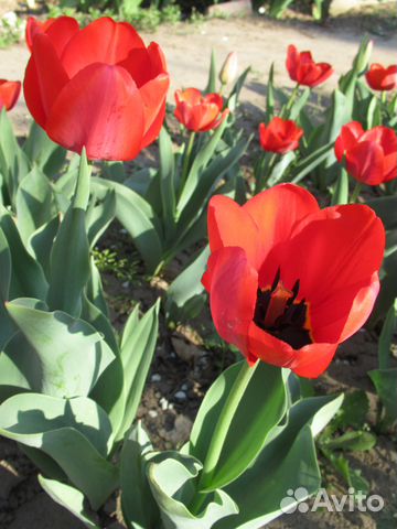 Красота цветка в одном цветке