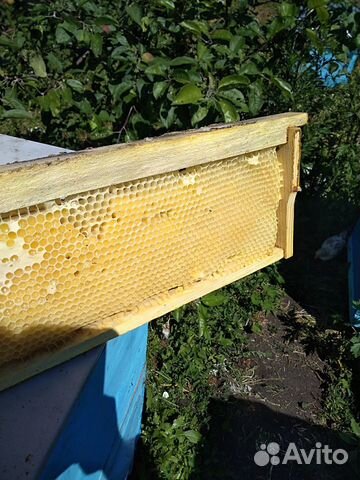 Пчеломатки купить на Зозу.ру - фотография № 8