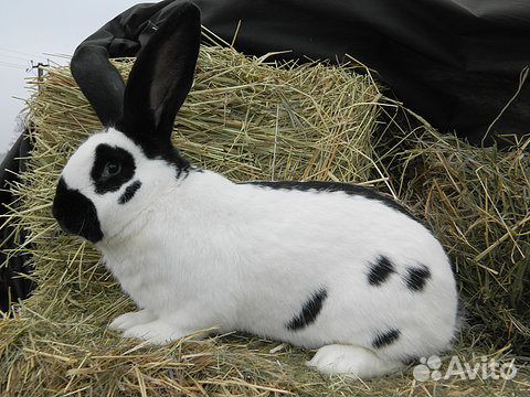 Фото Немецкий Строкач