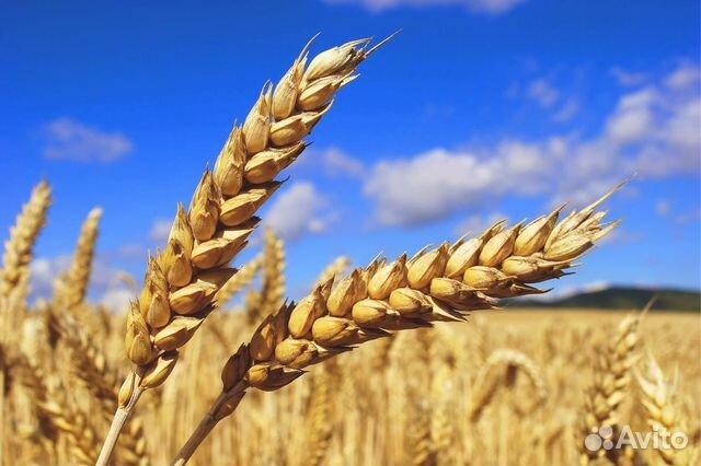 Зерно фуражное (пшеница, кормосмесь) купить на Зозу.ру - фотография № 1