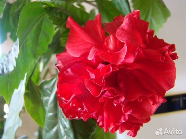 Гибискус (китайская роза) красный