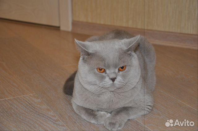 Вязка с британцем