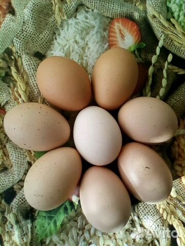 Яйцо куриное столовое и для инкубации купить на Зозу.ру - фотография № 1