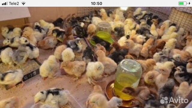 Продаем инкубационные яйца и цыплят, породы Брама купить на Зозу.ру - фотография № 5