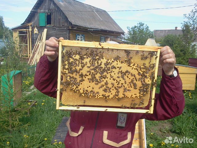 Семьи пчёл купить на Зозу.ру - фотография № 5
